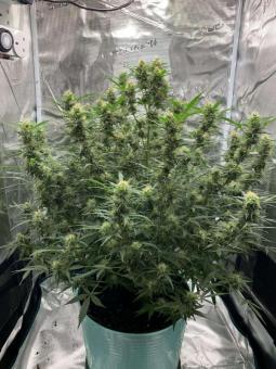 Big Bud Auto - картинка 9
