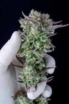 Strawberry Banana Auto - картинка 8