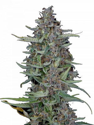 Do-Si-Dos Auto