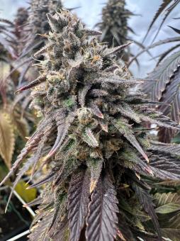 Red Hot Cookies - картинка 3