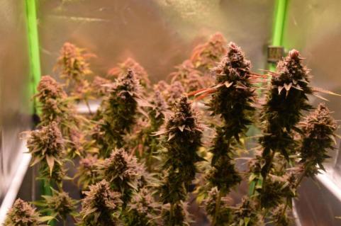 Auto Candy XXL genetics - картинка 2