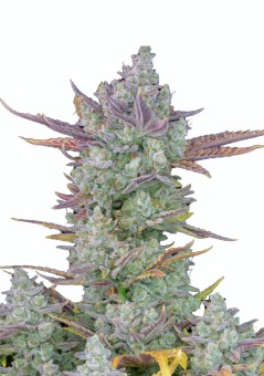 Gorilla Cookies Auto - картинка 1