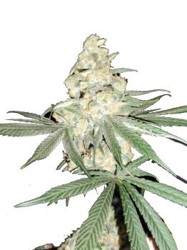 Big Bud Auto