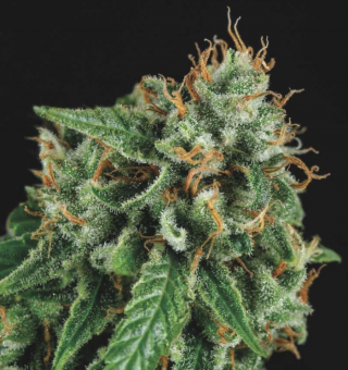 Tutankhamon x Gorila Glue - картинка 1