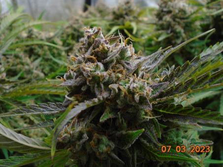 Auto Banana Blaze - картинка 7