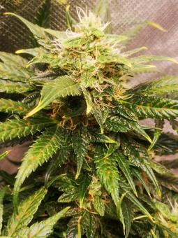 Amnesia Haze Auto - картинка 2