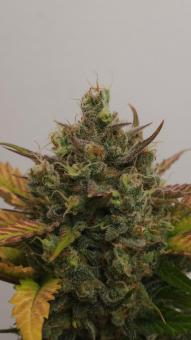 Northern Lights Auto - картинка 7