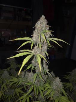Auto Cookies USA - картинка 1