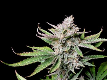Cherry Cola Auto - картинка 5