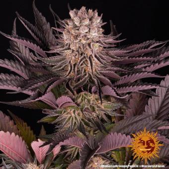 Mimosa x Orange Punch - картинка 9