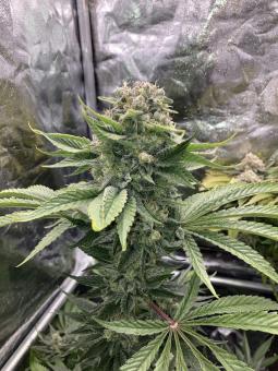 Jack Herer - картинка 4