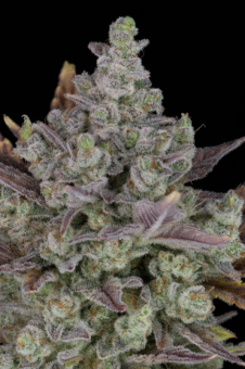 Gorilla Cookies Auto - картинка 4