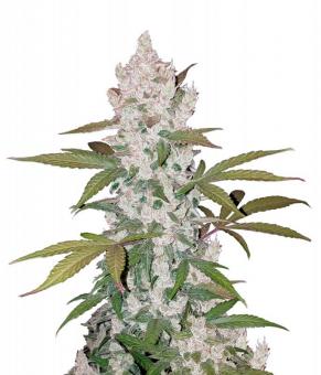 Girl Scout Cookies Auto - картинка 3