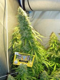 Fast Bud #2 Auto - картинка 6