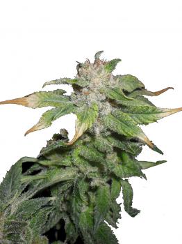 Black Jack Auto