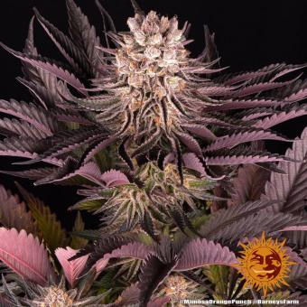 Mimosa x Orange Punch - картинка 8