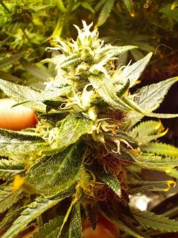 Washing Machine - картинка 3