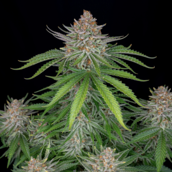 Strawberry Pie Auto - картинка 10