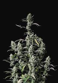 Gorilla Zkittlez Auto - картинка 2