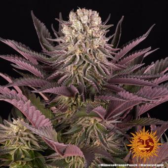 Mimosa x Orange Punch - картинка 7