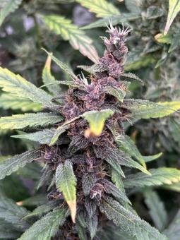 LSD-25 Auto - картинка 4