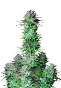 Kosher Cake Auto - картинка 5