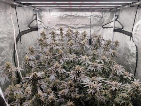 Super Lemon Haze x RS11 - картинка 3