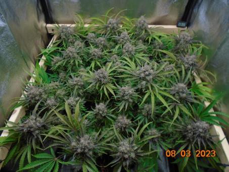 Auto Banana Blaze - картинка 5