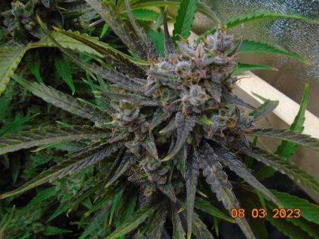 Auto Banana Blaze - картинка 4