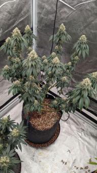 Bubba Kush - картинка 6