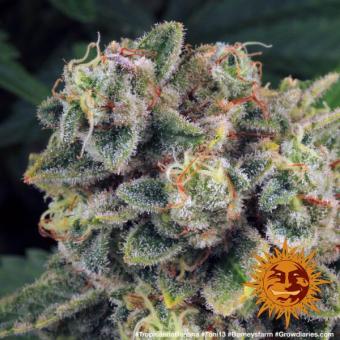 Tropicanna Banana - картинка 9