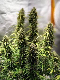 Jack Herer - картинка 2