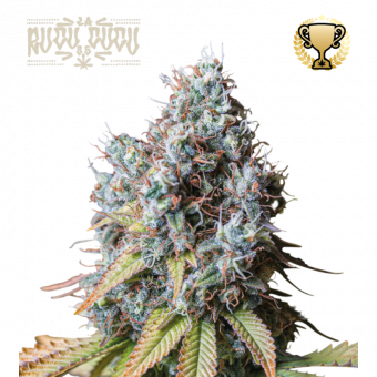 Rucu Cucu OG - картинка 1