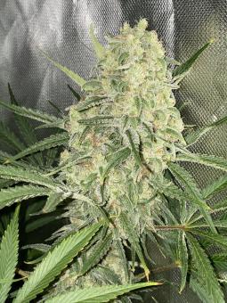 Boca Negra - картинка 2