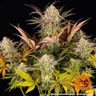 Blue Sunset Sherbert - картинка 2