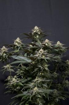 Purple Lemonade FF - картинка 2