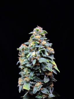 Chronic Ryder BX autoreg - картинка 2