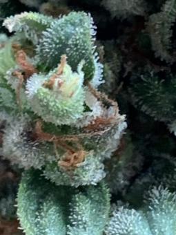 Fast Bud #2 Auto - картинка 4