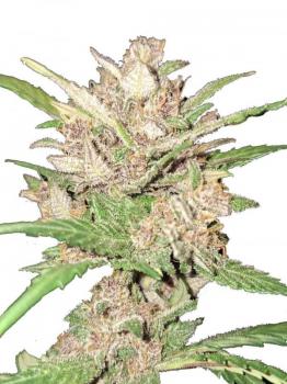 Buddha Auto Zkitt