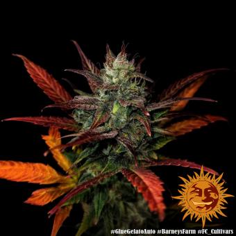 Glue Gelato Auto - картинка 3
