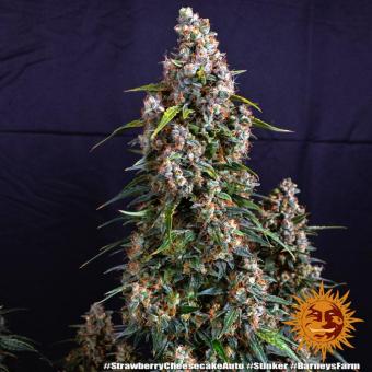 Strawberry Cheesecake Auto - картинка 2