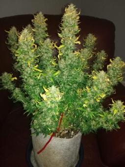 Amnesia Haze Auto - картинка 2