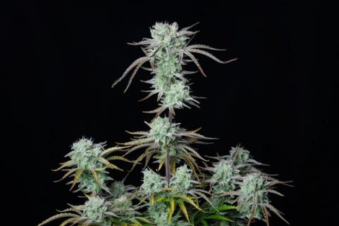 Strawberry Banana Auto - картинка 9