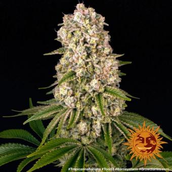 Tropicanna Banana - картинка 10