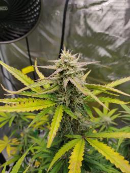 Critical Jack Herer - картинка 6