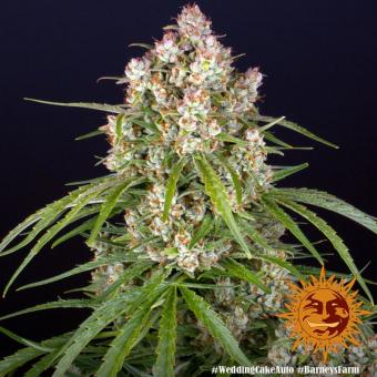 Wedding Cake Auto - картинка 11