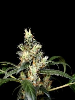 White Widow Auto - картинка 5