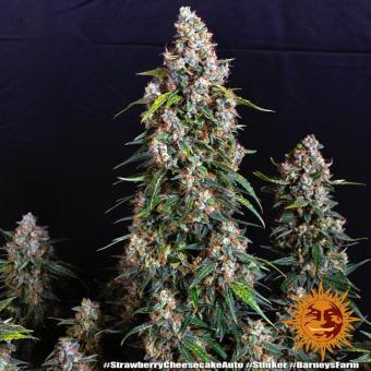Strawberry Cheesecake Auto - картинка 8