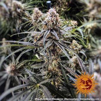 Peyote Critical - картинка 10