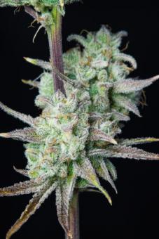 Strawberry Banana Auto - картинка 2